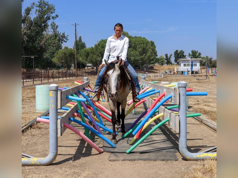American Quarter Horse Gelding 9 years 14,2 hh Buckskin in Pleasant Grove, CA