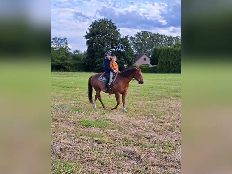 American Quarter Horse Gelding 9 years 14,2 hh Chestnut-Red in Laarne