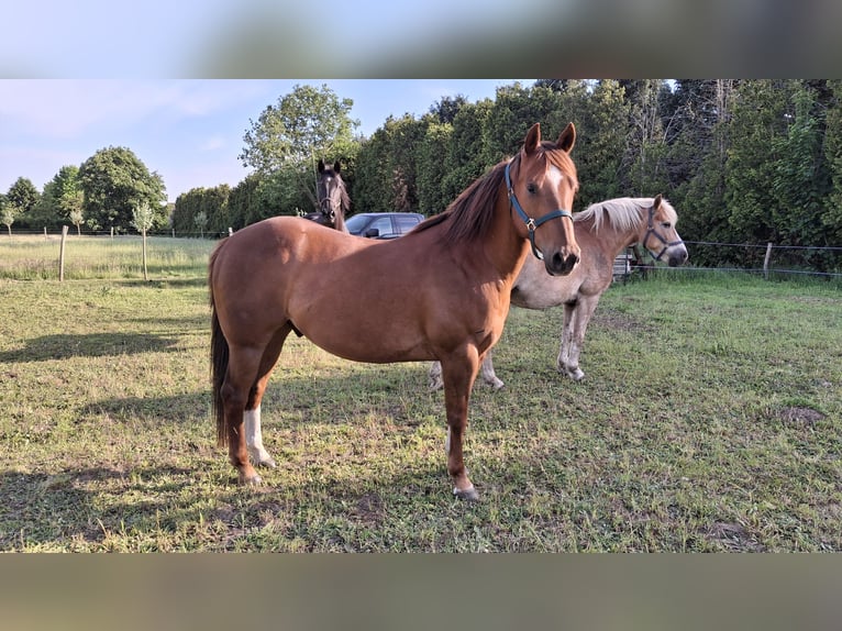American Quarter Horse Gelding 9 years 14,2 hh Chestnut-Red in Laarne