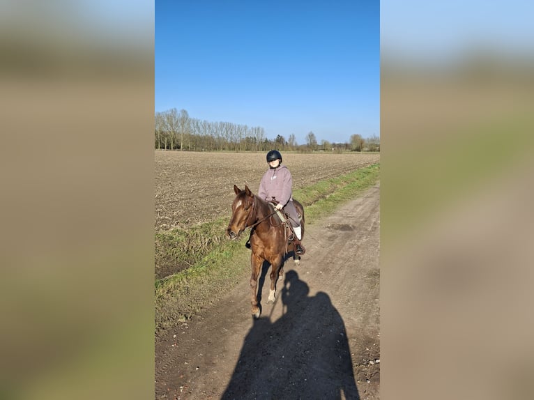 American Quarter Horse Gelding 9 years 14,2 hh Chestnut-Red in Laarne