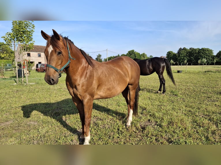 American Quarter Horse Gelding 9 years 14,2 hh Chestnut-Red in Laarne