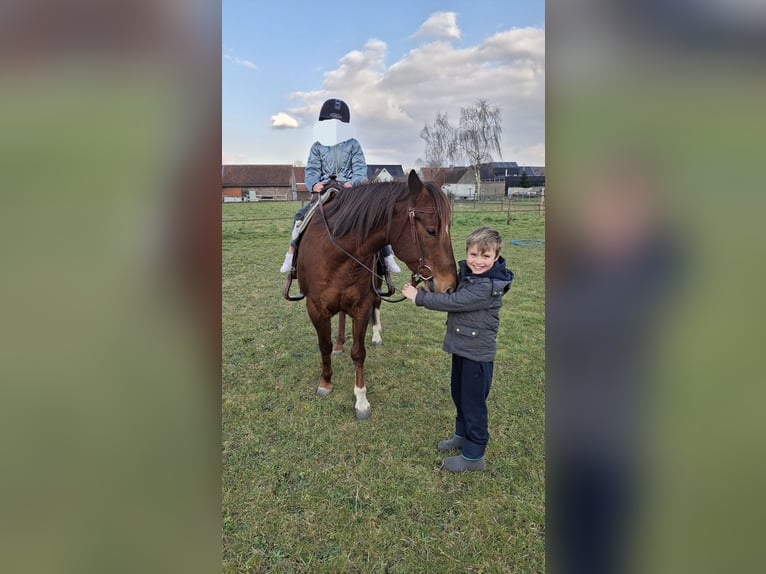 American Quarter Horse Gelding 9 years 14,2 hh Chestnut-Red in Laarne