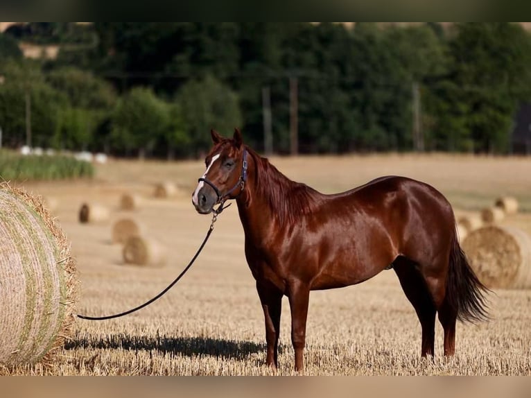American Quarter Horse Gelding 9 years 14,2 hh Chestnut-Red in Weingarten