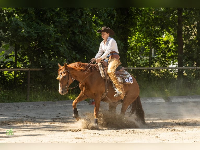 American Quarter Horse Gelding 9 years 14,2 hh Chestnut-Red in Weingarten