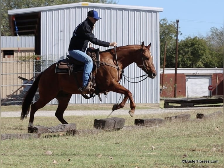 American Quarter Horse Gelding 9 years 14,2 hh Dun in Weatherford TX