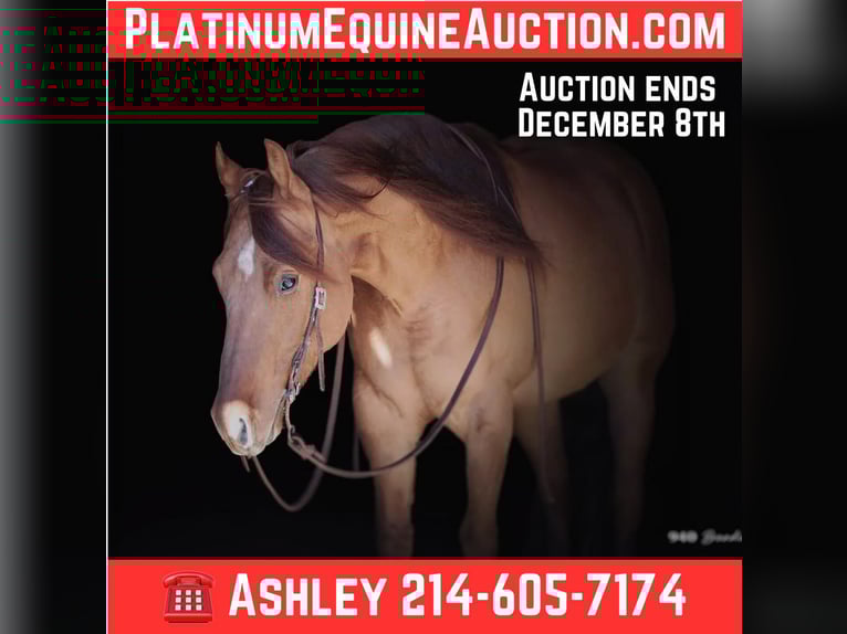 American Quarter Horse Gelding 9 years 14,2 hh Dun in Weatherford TX