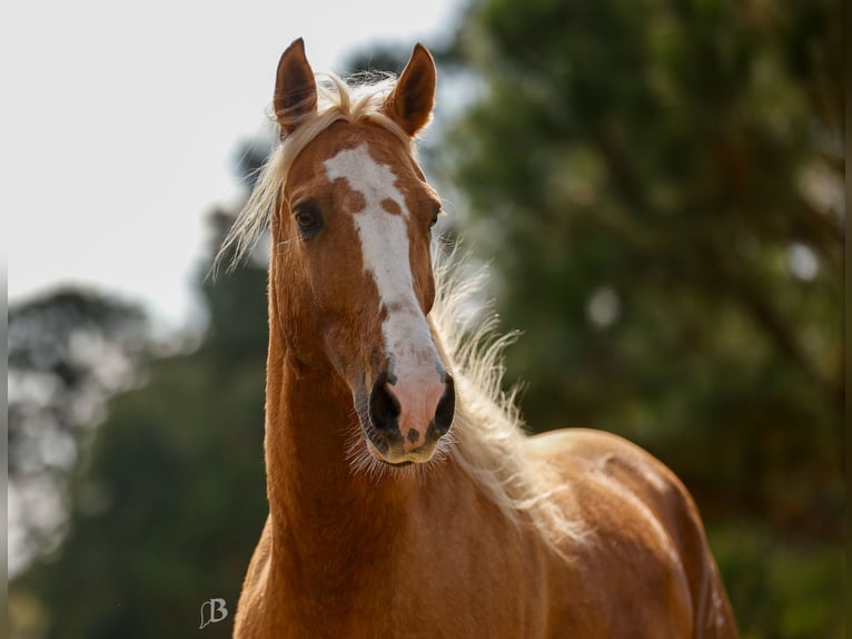 American Quarter Horse Gelding 9 years 14,2 hh Palomino in Troy