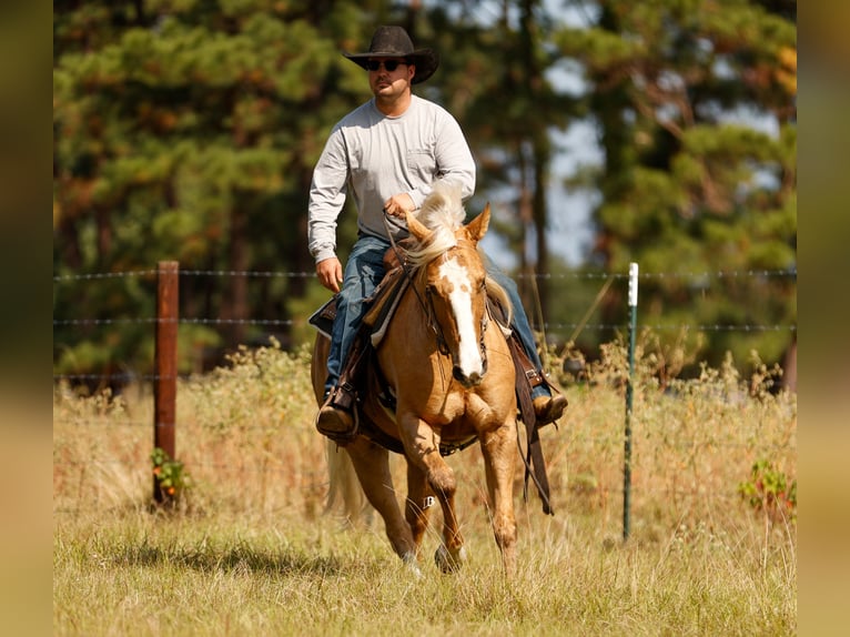 American Quarter Horse Gelding 9 years 14,2 hh Palomino in Troy
