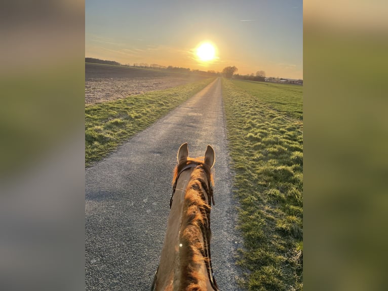 American Quarter Horse Gelding 9 years 14,2 hh Red Dun in St&#xF6;ckse