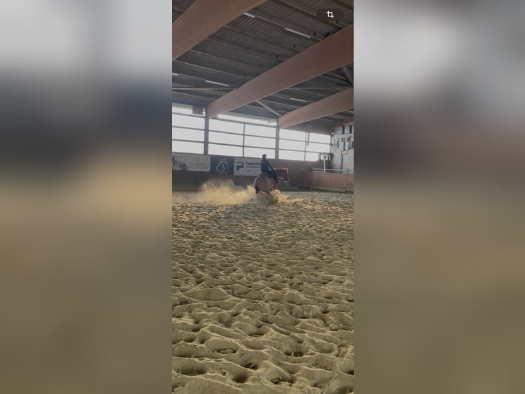 American Quarter Horse Gelding 9 years 14,2 hh Red Dun in St&#xF6;ckse