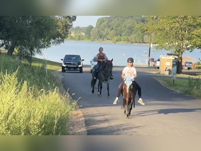 American Quarter Horse Gelding 9 years 14,2 hh Roan-Blue in New Holland
