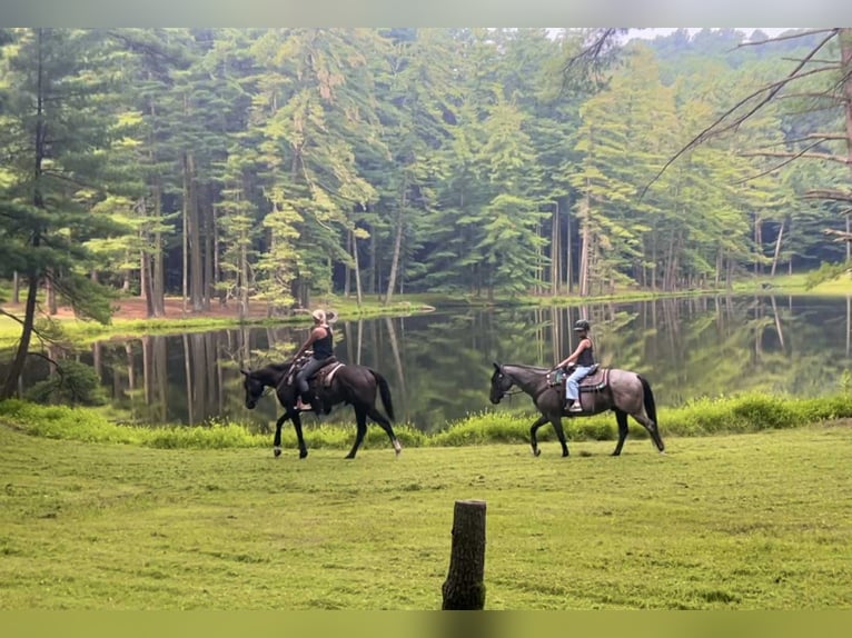 American Quarter Horse Gelding 9 years 14,2 hh Roan-Blue in New Holland