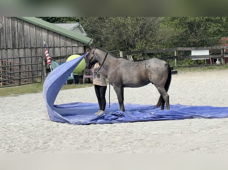 American Quarter Horse Gelding 9 years 14,2 hh Roan-Blue in New Holland