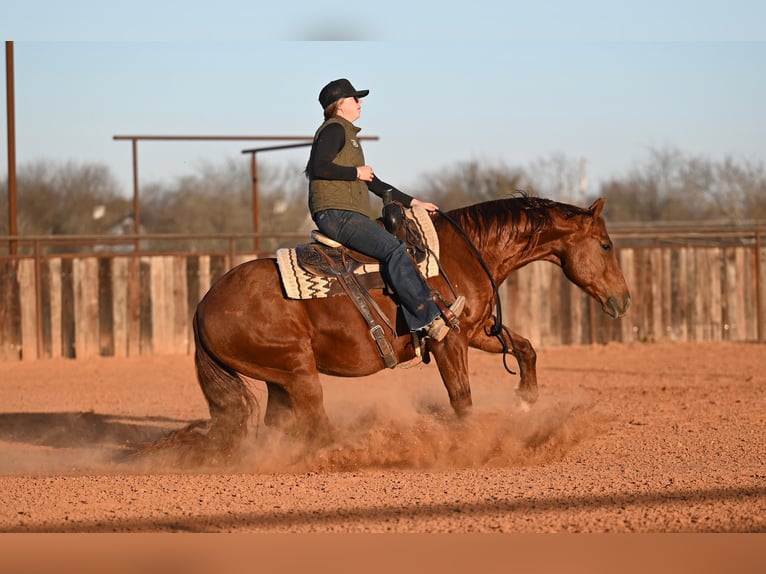 American Quarter Horse Gelding 9 years 14,2 hh Sorrel in Waco