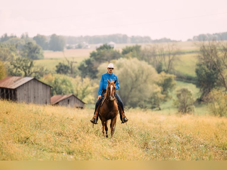 American Quarter Horse Gelding 9 years 14,2 hh Sorrel in Decorah