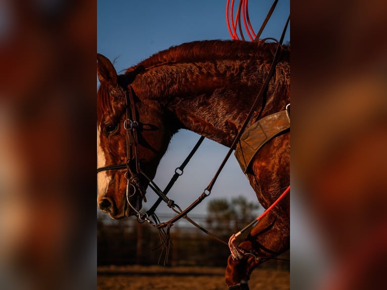 American Quarter Horse Gelding 9 years 14,2 hh Sorrel in Dubois