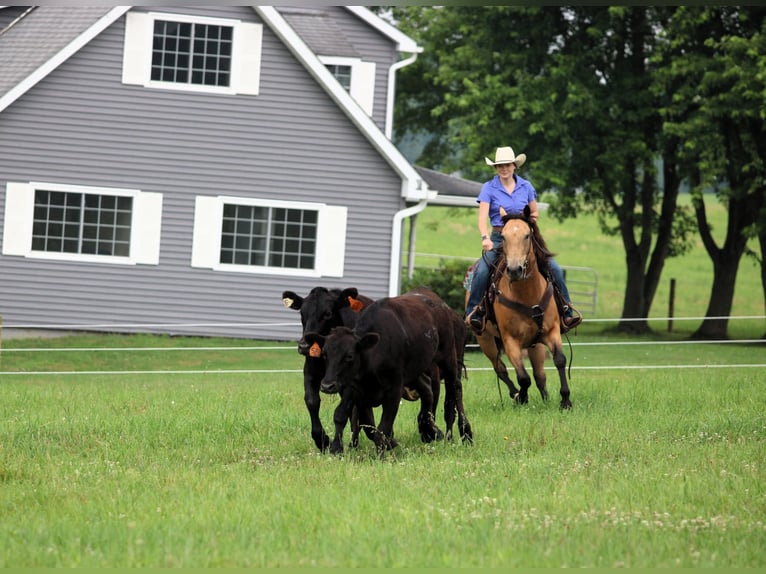 American Quarter Horse Gelding 9 years 14,3 hh Buckskin in Clarion