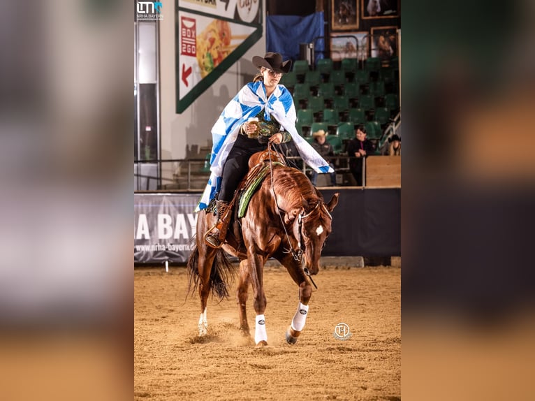 American Quarter Horse Gelding 9 years 14,3 hh Chestnut in Ebermannstadt