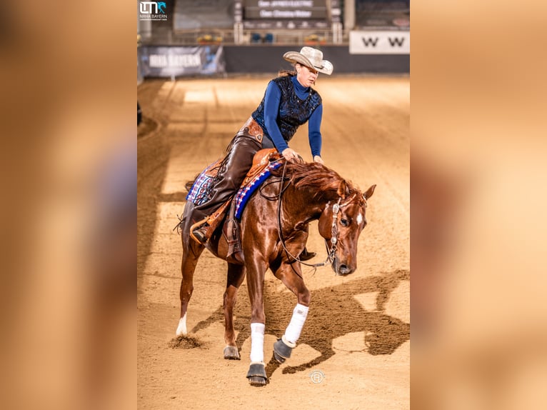 American Quarter Horse Gelding 9 years 14,3 hh Chestnut in Ebermannstadt