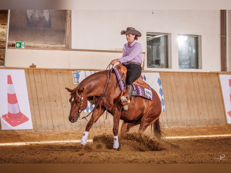 American Quarter Horse Gelding 9 years 14,3 hh Chestnut in Ebermannstadt