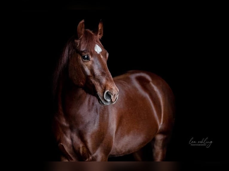 American Quarter Horse Gelding 9 years 14,3 hh Chestnut in Ebermannstadt