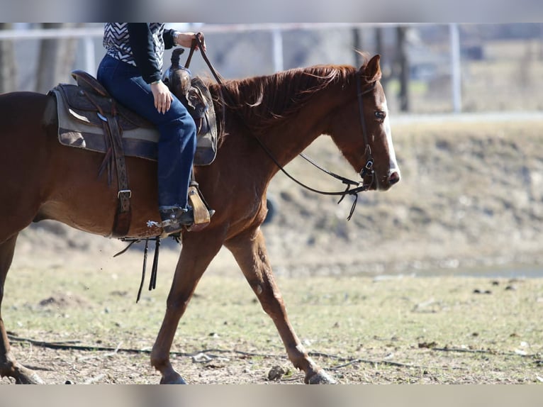 American Quarter Horse Gelding 9 years 14,3 hh Chestnut in Mineral Wells TX