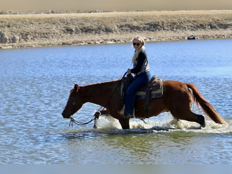 American Quarter Horse Gelding 9 years 14,3 hh Chestnut in Mineral Wells TX