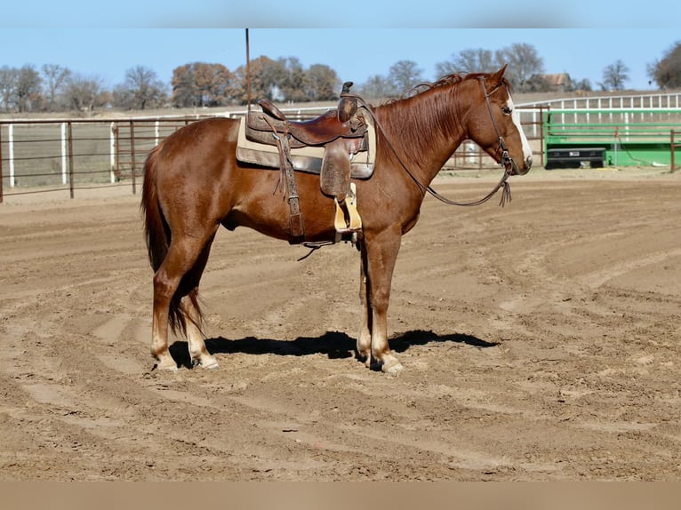 American Quarter Horse Gelding 9 years 14,3 hh Chestnut in Mineral Wells TX