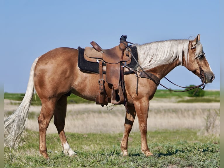 American Quarter Horse Gelding 9 years 14,3 hh Palomino in Rexburg, ID