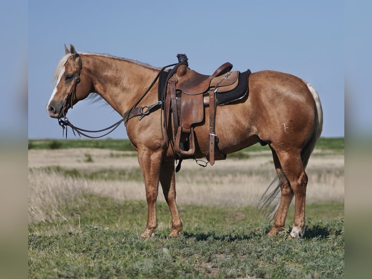American Quarter Horse Gelding 9 years 14,3 hh Palomino in Rexburg, ID