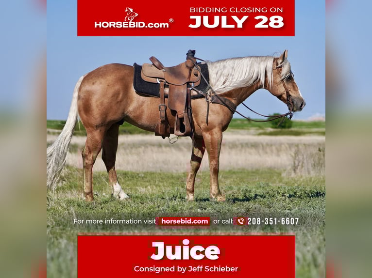 American Quarter Horse Gelding 9 years 14,3 hh Palomino in Rexburg, ID