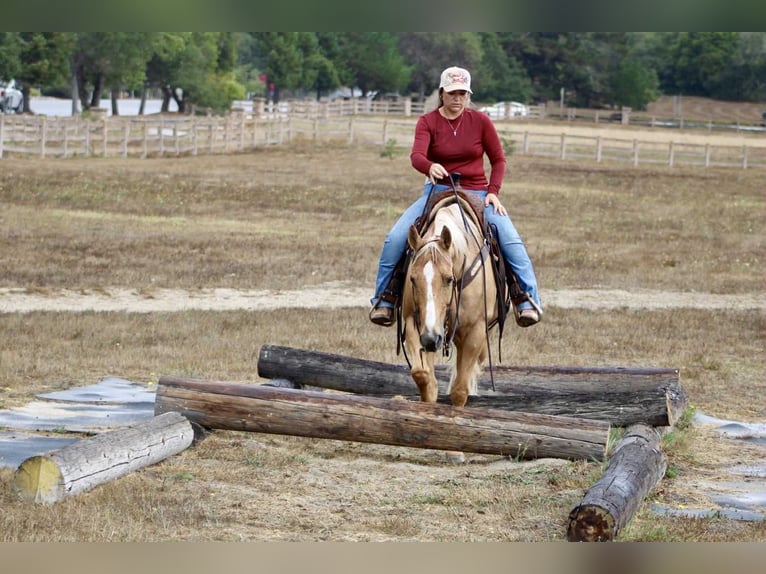 American Quarter Horse Gelding 9 years 14,3 hh Palomino in Bitterwater CA