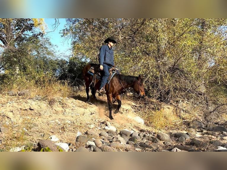 American Quarter Horse Gelding 9 years 14,3 hh Roan-Bay in Camp Verde AZ