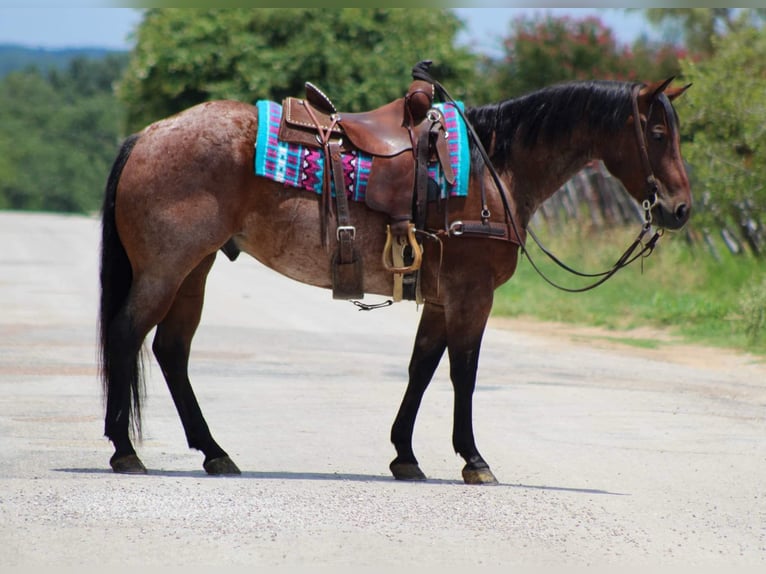 American Quarter Horse Gelding 9 years 14,3 hh Roan-Bay in Stephenville tX