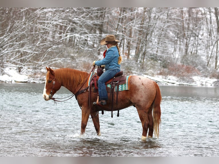 American Quarter Horse Gelding 9 years 14,3 hh Roan-Red in Clarion