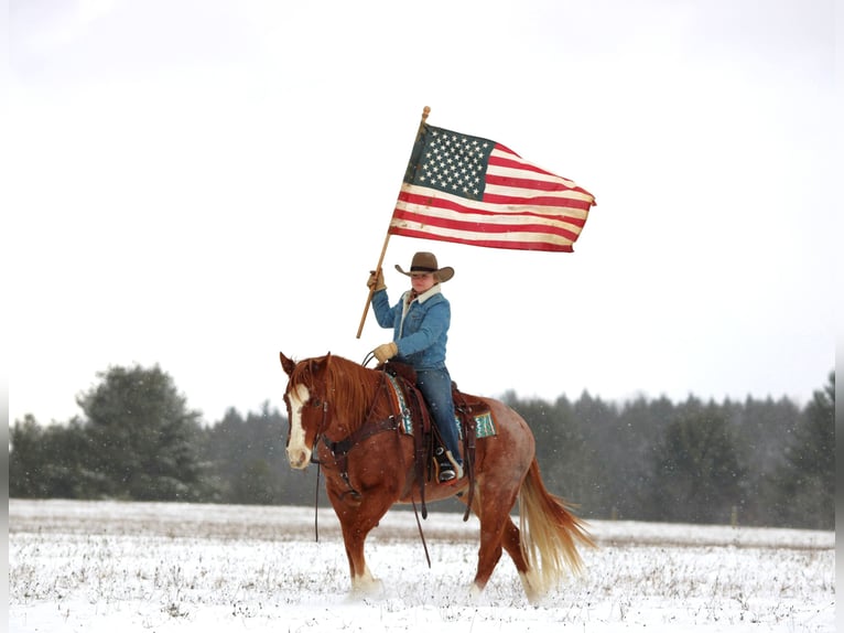 American Quarter Horse Gelding 9 years 14,3 hh Roan-Red in Clarion