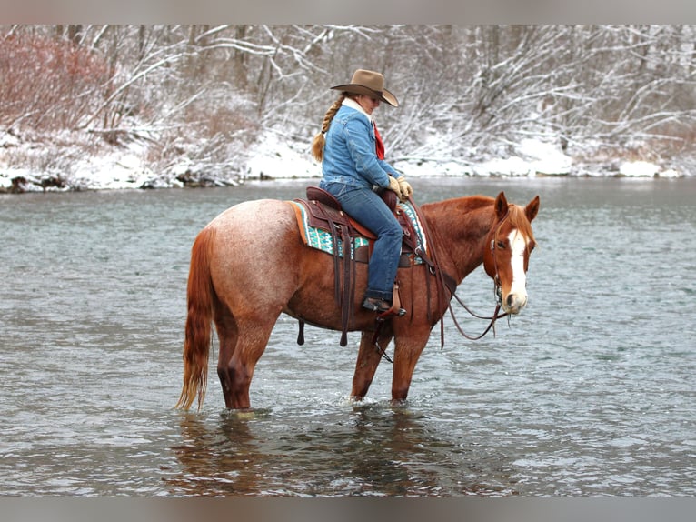 American Quarter Horse Gelding 9 years 14,3 hh Roan-Red in Clarion
