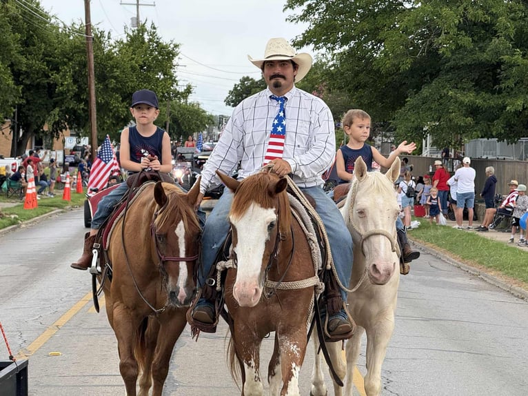 American Quarter Horse Gelding 9 years 14,3 hh Roan-Red in Stephenville Tx