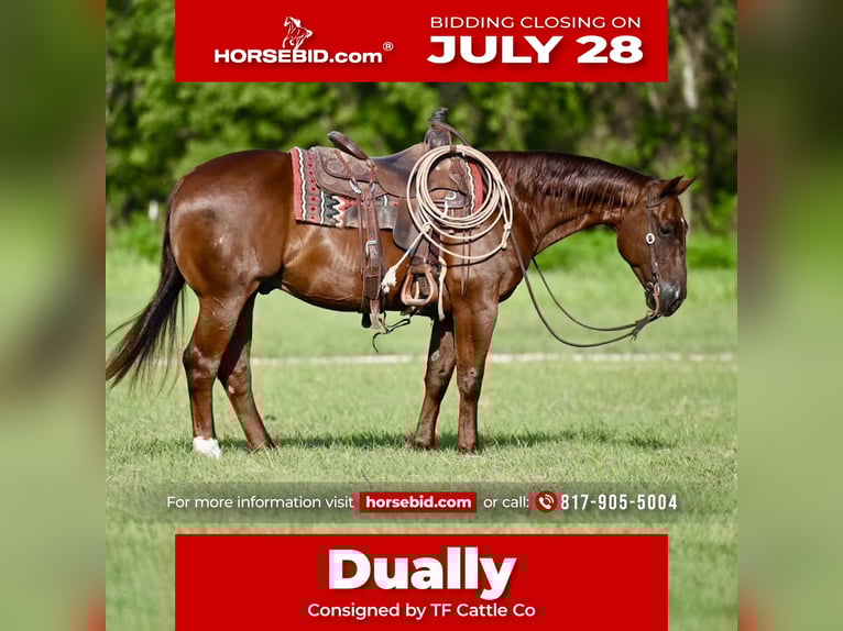 American Quarter Horse Gelding 9 years 14,3 hh Sorrel in Waco, TX