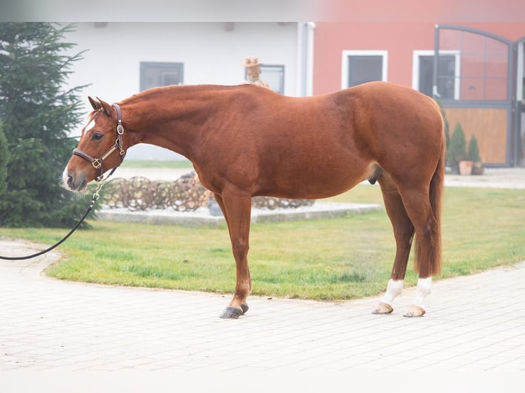American Quarter Horse Gelding 9 years 14,3 hh Sorrel in Tuntenhausen