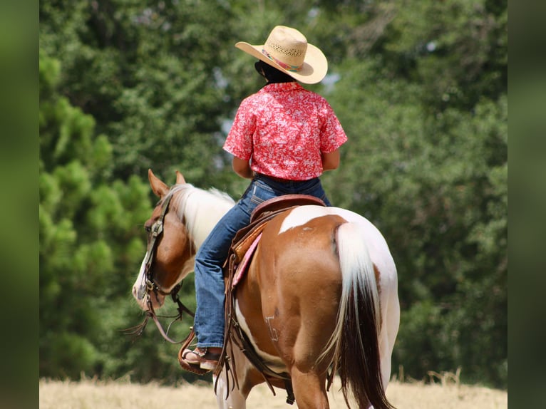 American Quarter Horse Gelding 9 years 14,3 hh Tobiano-all-colors in Willis Point TX