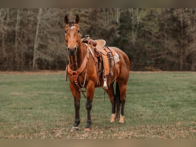 American Quarter Horse Gelding 9 years 15,1 hh Bay in CHERRYVILLE, NC