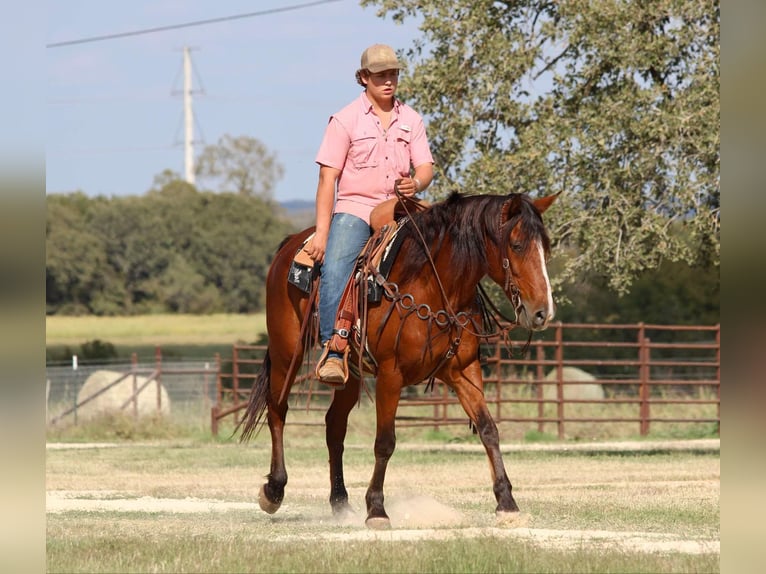 American Quarter Horse Gelding 9 years 15.1 hh Bay in LIpan Tx