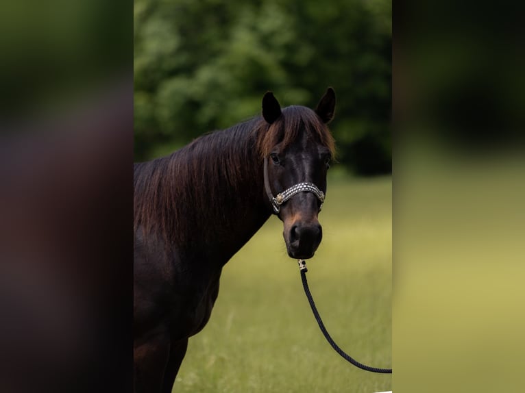 American Quarter Horse Gelding 9 years 15,1 hh Black in Bovina MS