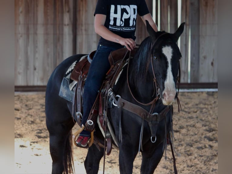 American Quarter Horse Gelding 9 years 15,1 hh Black in Lipan TX