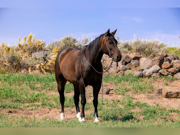 American Quarter Horse Gelding 9 years 15,1 hh Brown in Saint Anthony