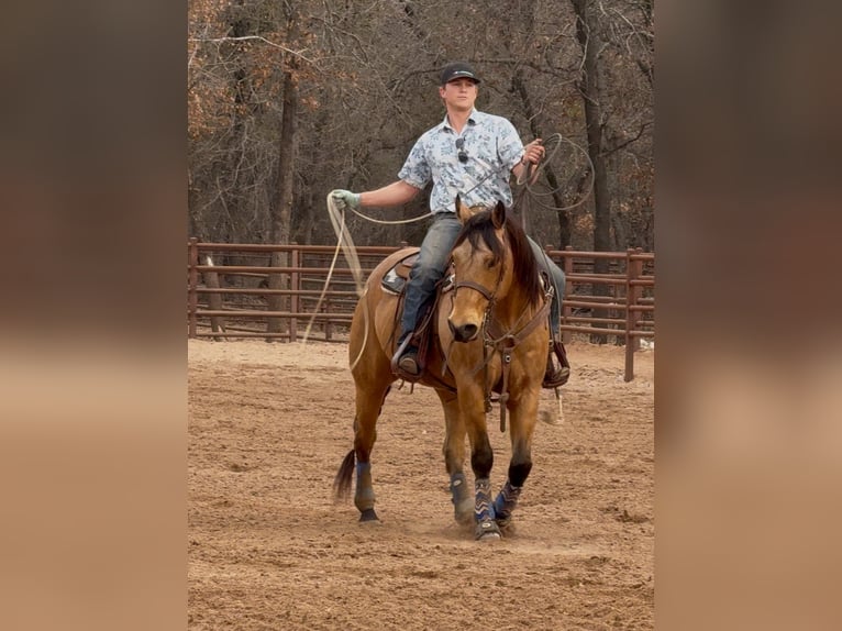 American Quarter Horse Gelding 9 years 15.1 hh Buckskin in Weatherford