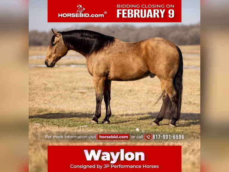 American Quarter Horse Gelding 9 years 15.1 hh Buckskin in Weatherford