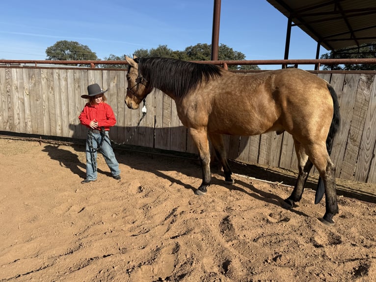 American Quarter Horse Gelding 9 years 15.1 hh Buckskin in Weatherford