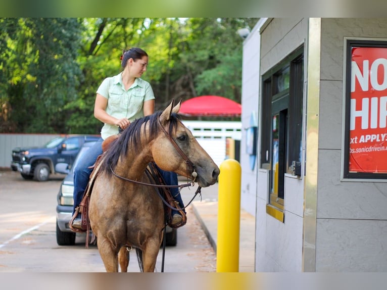 American Quarter Horse Gelding 9 years 15,1 hh Buckskin in Rusk, TX